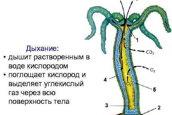 Официальная ссылка крамп kra.mp